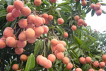 Luc Ngan, capitale du litchi « thieu »