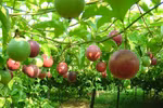 Dak Lak se prépare à exporter le fruit de la passion vers la Chine