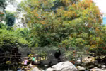 48 animaux rares libérés dans le parc national Phong Nha-Ke Bang