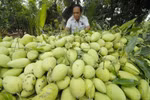 Un grand volume de mangue vietnamienne expédié en Australie
