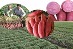 Pour accélérer l’exportation des produits agricoles vietnamiens vers l’Allemagne