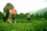 La province de Lai Chau renforce l’exploitation du tourisme