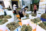 Exportation de longanes frais: le Vietnam attend le feu vert de l'Australie