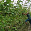 Production de légumes biologiques dans la commune de Trung Gia, à Hanoï. Photo : VNA