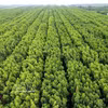 L’écosystème de mangroves de Ca Mau est diversifié et couvre une vaste superficie. Photo: VNA