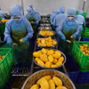 Le Vietnam et la Mongolie disposent d’importants potentiels de coopération, notamment dans le commerce. Photo: VNA