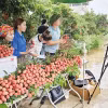 Le livestream, les vidéos et les réseaux sociaux sont en train de devenir de véritables “boutiques en ligne”, permettant aux produits agricoles d’atteindre directement les consommateurs. Photo: VNA