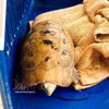 La tortue à tête jaune. Photo: VNA