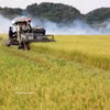 Le redressement des prix du riz depuis juillet et plusieurs évolutions favorables sur les marchés mondiaux devraient permettre au Vietnam d’améliorer la valeur de ses exportations de riz au cours des derniers mois de 2026. Photo: VNA