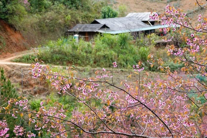 Mu Cang Chai inaugurera le soir du 3 janvier 2026, le festival du Khen (orgue à bouche) et des fleurs de cerisier sauvage 2026, avec de nombreuses activités originales. Photo: VNA