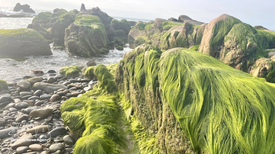 Saison de la mousse verte sur la plage de Co Thach, province de Lam Dong 