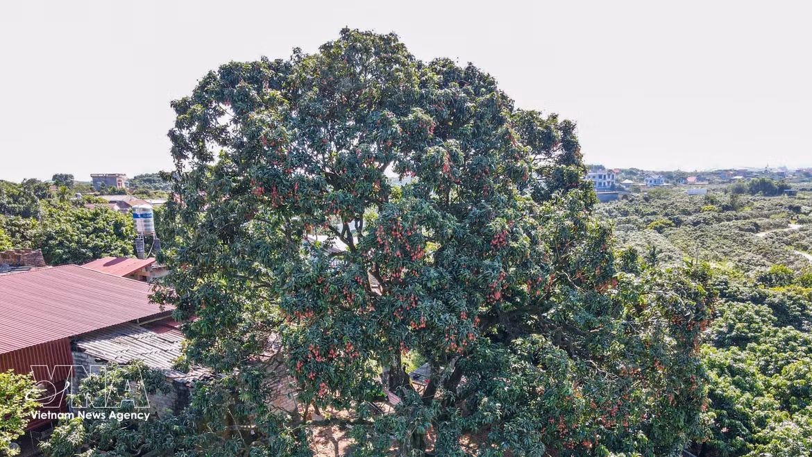 À la découverte d'un vénérable litchi centenaire à Bac Ninh