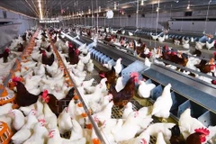 Modèle d’élevage de poulets en circuit fermé à l’échelle d’une ferme moderne. Photo: VNA
