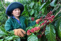 Pour la nouvelle campagne 2025-2026, la productivité du café devrait augmenter d’environ 10%. Photo: thanhnien.vn