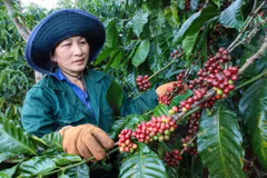 Pour la nouvelle campagne 2025-2026, la productivité du café devrait augmenter d’environ 10%. Photo: thanhnien.vn