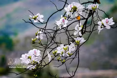Les fleurs de bauhinia illuminent Dien Bien 