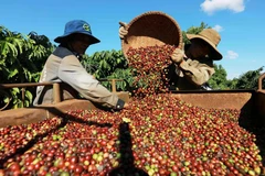 Récolte du café à Dak Lak. Photo: VNA