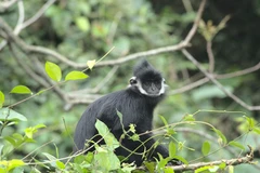 Un langur de Ha Tinh (Trachypithecus hatinhensis). Photo: baoquangbinh.vn