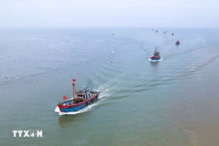 Les bateaux de pêche de la commune de Ngoc Bich, province de nghê An. Photo: VNA