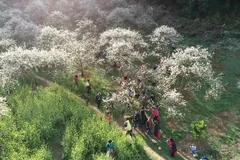 Les collines de thé de Moc Chau – Une destination attrayante pour les touristes