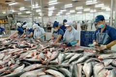 Transformation des pangasius pour l'exportation. Photo: sggp.org.vn
