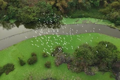 Thung Nham, un paradis ornithologique au cœur de Ninh Binh 