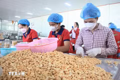 Pour la première fois, les exportations vietnamiennes de noix de cajou ont dépassé le seuil de 5 milliards de dollars. Photo: VNA