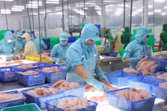 Transformation de poissons pour l'exportation. Photo: VNA