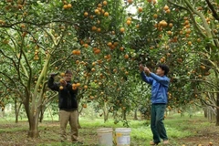 Les habitants de la province de Hoa Binh récoltent des oranges. Photo: VNA