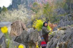 Hà Giang, la destination de voyage qui monte selon Agoda