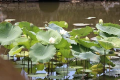 Fleurs de lotus à Huê 