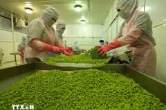 Les exportations de fruits et légumes ont dépassé 6,11 milliards de dollars en neuf mois de 2025. Photo: VNA