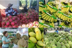 Les exportations des fruits et légumes vietnamiens ciblent 10 milliards de dollars. Photo: VNA