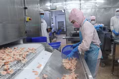 Application des technologies à la production de crevettes destinées à l’exportation à Ca Mau. Photo: VNA