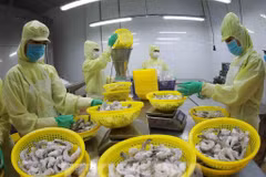 Transformation des crevettes pour l'exportation Photo: VNA