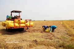 Récolte du riz de la campagne hiver-printemps dans la province d'An Giang. Photo: VNA