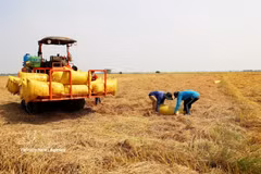 Récolte du riz de la campagne hiver-printemps dans la province d'An Giang. Photo: VNA