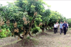 Le longane de Hung Yên. Photo: VNA