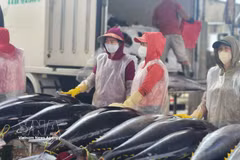 Israël est actuellement le principal marché d'importation du thon vietnamien au Moyen-Orient. Photo: VNA