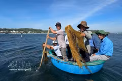 La province de Quang Ngai déterminée à protéger ses herbiers de sargasses 