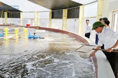 La Coopérative de d'élevage de crevettes de haute technologie de Câm Pha fournit annuellement entre 450 et 500 tonnes de crevettes à pattes blanches au marché. Elle dispose désormais de codes d'identification pour la traçabilité de l'élevage, facilitant les futures exportations, et prévoit une expansion à 120 hectares avec un capital d'investissement d'environ 2 000 milliards de dôngs, visant la création de 800 emplois. Photo. bqoauqngninh.vn
