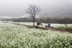 Au printemps, les champs de moutarde blanche s’embrasent eux aussi d’une floraison éclatante. Photo: Vietnam Illustré