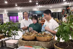 Le ginseng Ngoc Linh, un trésor national en quête d'un rayonnement international. Photo: VNA