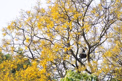 La couleur jaune des "Lim Xet" dans la péninsule de Son Tra 