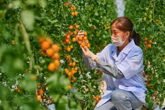 Utilisation de la haute technologie dans une ferme agricole durable. Photo: VNA