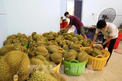 Exportations de produits agrico-sylvicoles et aquatiques en baisse légère en janvier. Photo: VNA