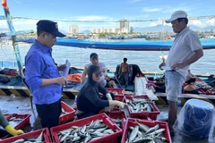 Un employé de l’équipe de gestion du port de Thọ Quang inspecte la quantité de poissons débarqués par un bateau de pêche à son arrivée au port. Photo: VNA