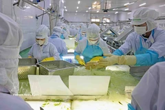 Chaîne de production d’aloe vera de VietFarm. Photo: VNA