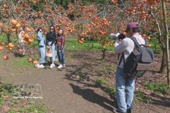 Des touristes à Môc Châu. Photo: VNA