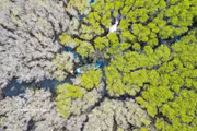 Quang Ngai : la mangrove de Bau Ca Cai, « poumon vert » sauvage et attrayant
